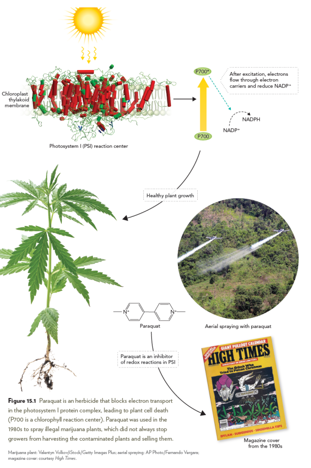 is paraquat used on tobacco Vermont the first state in the US to ban paraquat, a toxic herbicide that is linked to Parkinson's Disease. Sources: @guardian "Vermont becomes first US state to ban herbicide over Effects of paraquat on leaf