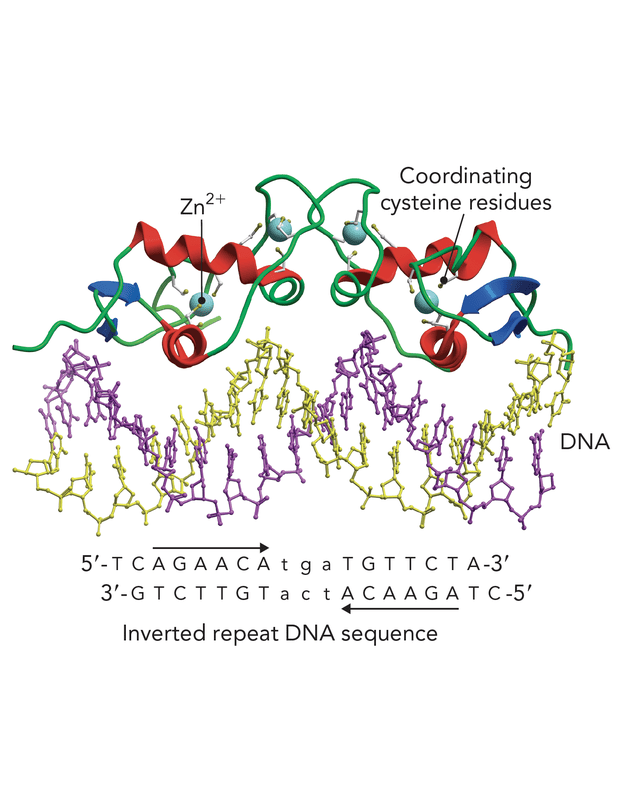 Zinc finger transcription factor bound to DNA - gene regulation