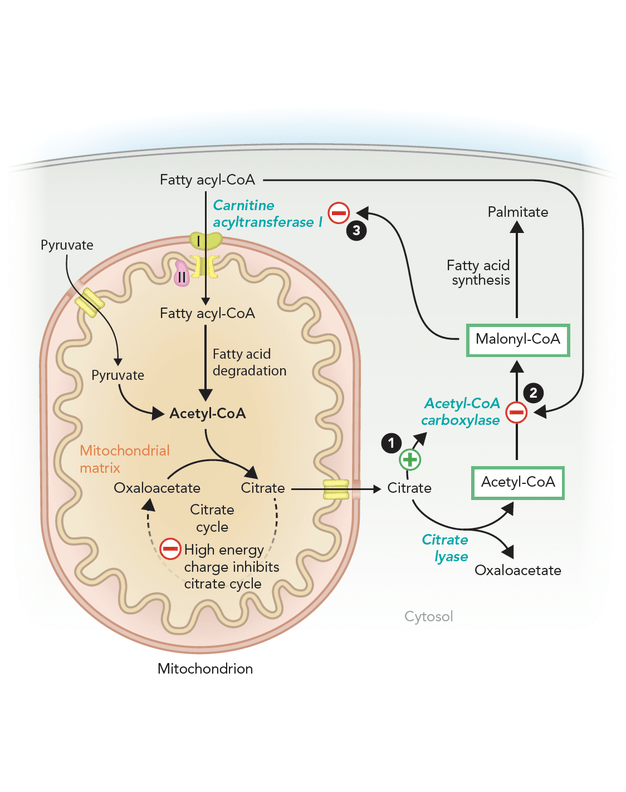 Fatty acid metabolism: coordinate regulation of citrate cycle and fatty acid synthesis
